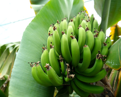壱岐島のバナナ農園 BANANA FARM IKI 王様バナナ