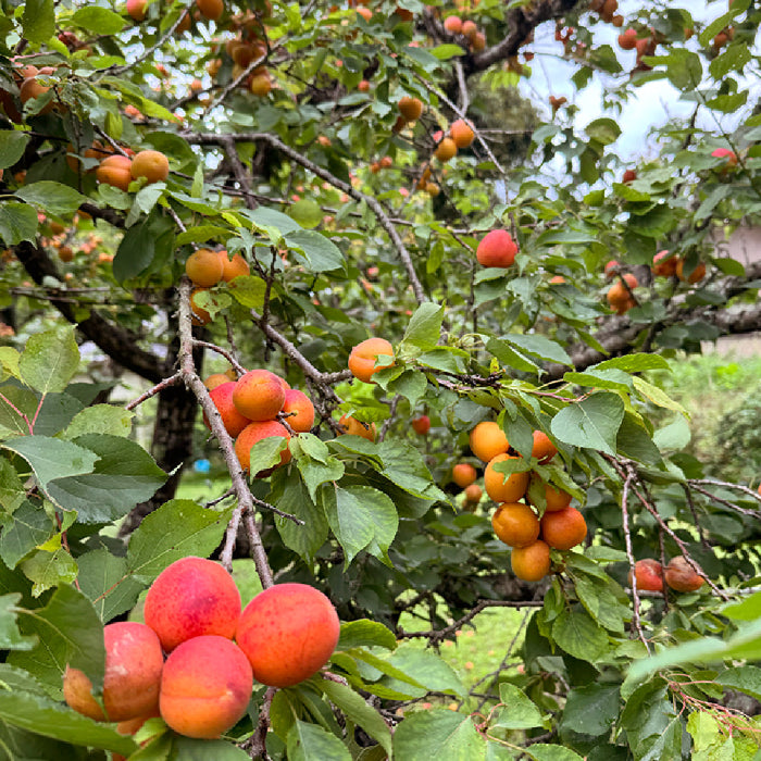 壱岐島平山旅館の無農薬杏使用クラフトビールAPRICOT ALE アプリコットエール