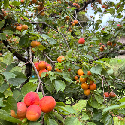 壱岐島平山旅館の無農薬杏使用クラフトビールAPRICOT ALE アプリコットエール