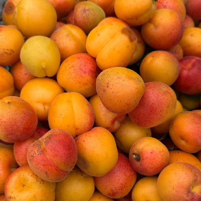 壱岐島平山旅館の無農薬杏使用クラフトビールAPRICOT ALE アプリコットエール