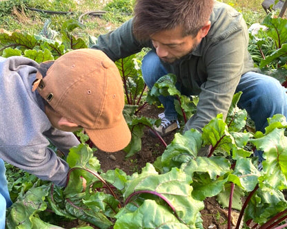 ISLAND BREWERYの期間限定ビールISLAND RED ALEに使用する壱岐のビーツ 未来派カゾク農園が農薬を使わずに栽培