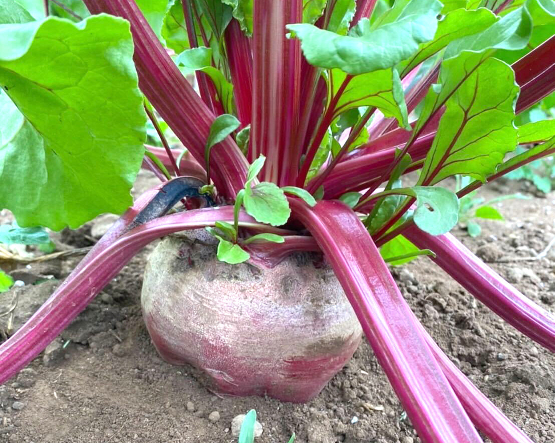 ISLAND BREWERYの期間限定ビールISLAND RED ALEに使用する壱岐のビーツ 未来派カゾク農園が農薬を使わずに栽培