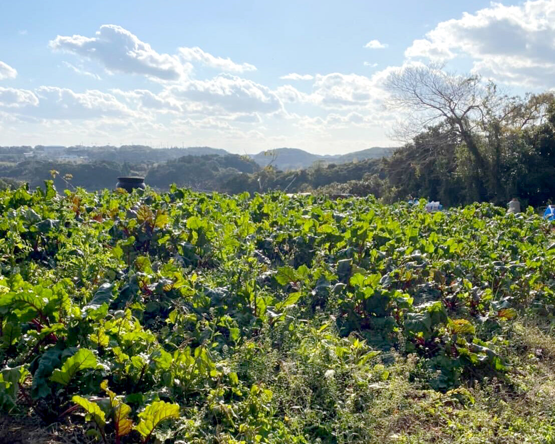 ISLAND BREWERYの期間限定ビールISLAND RED ALEに使用する壱岐のビーツ 未来派カゾク農園が農薬を使わずに栽培